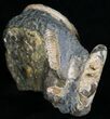 Two Hoploscaphites Ammonites In Matrix - South Dakota #6127-2